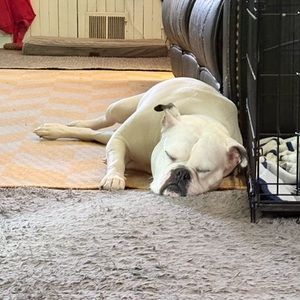 Meet your Posher, Isabella